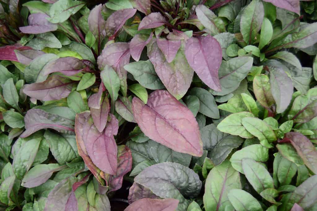 Penstemon digitalis 'Husker Red' ---